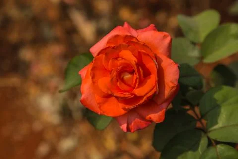 Orange rose Stock Photos