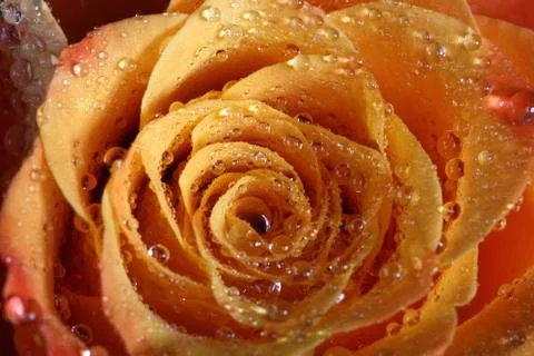 Orange rose Stock Photos