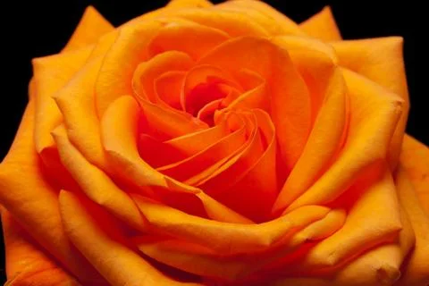 Orange rose Stock Photos