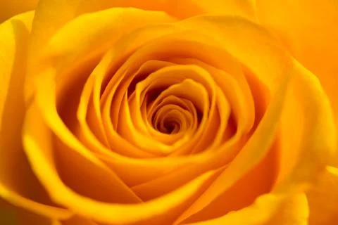 Orange rose Stock Photos