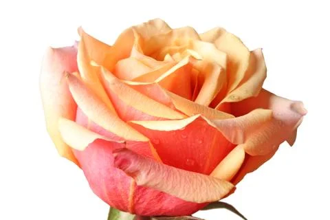 Orange rose Stock Photos