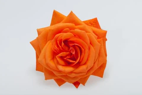 Orange rose Stock Photos