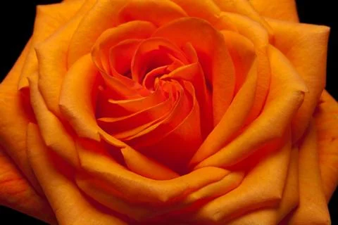 Orange rose Stock Photos