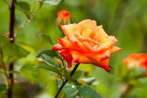 Orange rose Stock Photos