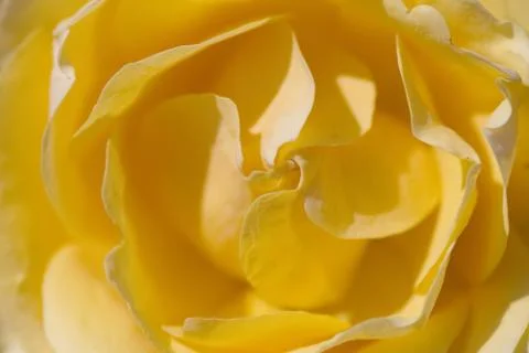 Orange rose Stock Photos