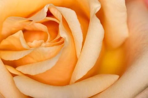 Orange Rose Stock Photos
