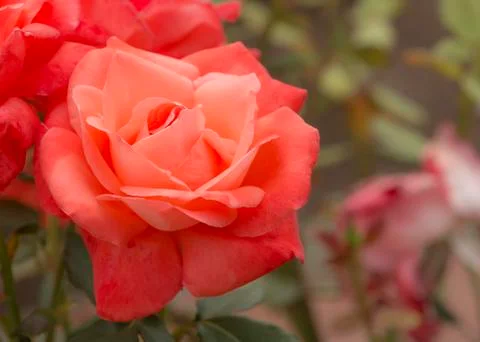 Orange rose Stock Photos