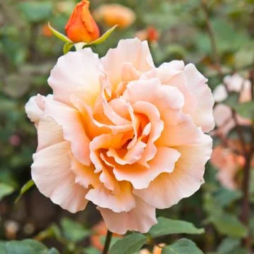 Orange rose Stock Photos