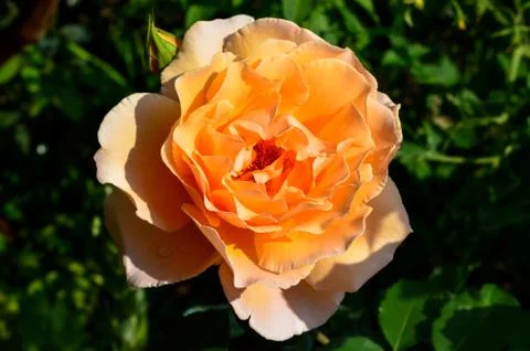 Orange rose 写真素材