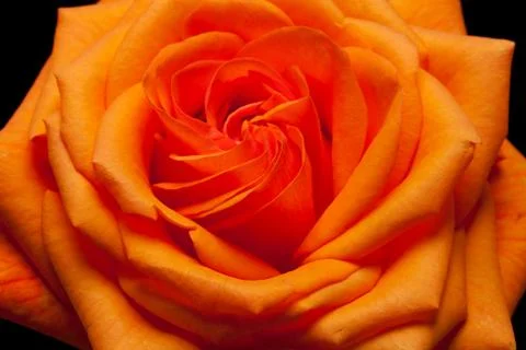 Orange rose Stock Photos