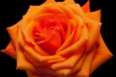 Orange rose Stock Photos