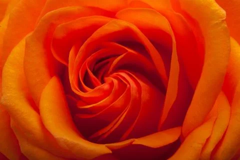 Orange rose Stock Photos