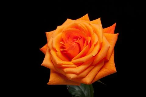 Orange rose Stock Photos