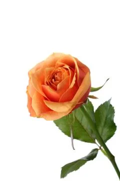 Orange rose Stock Photos