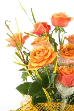 Orange rose Foto stock