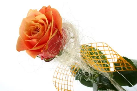 Orange rose Stock Photos