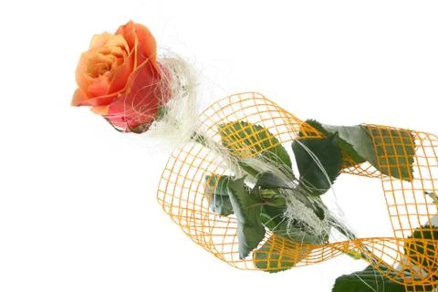 Orange rose Stock Photos