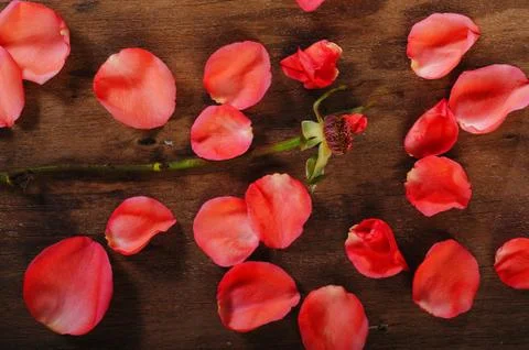 Orange rose Stock Photos