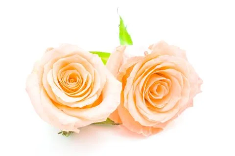 Orange rose Stock Photos