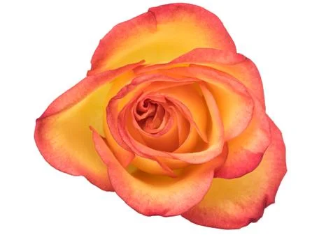 Orange rose Stock Photos