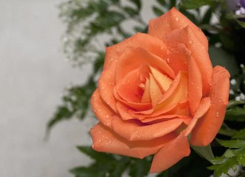 Orange Rose Foto stock