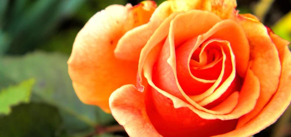 Orange rose Stock Photos