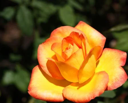 Orange Rose Stock Photos