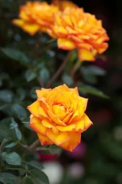 Orange rose Stock Photos