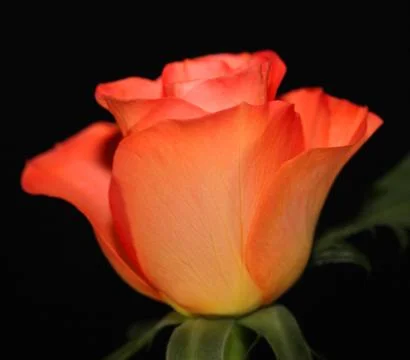 Orange rose Stock Photos