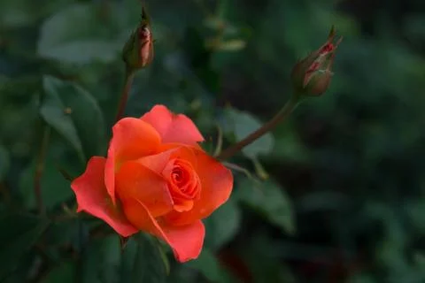 Orange rose Stock Photos