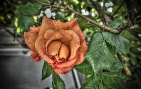 Orange Rose Stock Photos