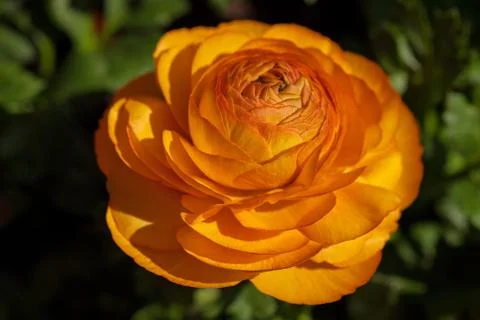 Orange rose Foto stock gratuite