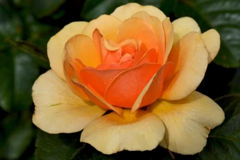 Orange rose Stock Photos