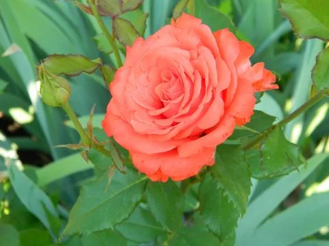 Orange Rose Stock Photos