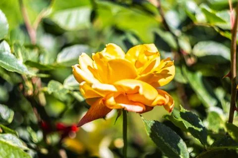  Orange rose Stock Photos
