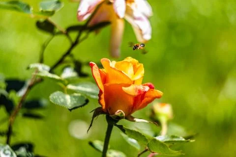 Orange rose Foto stock