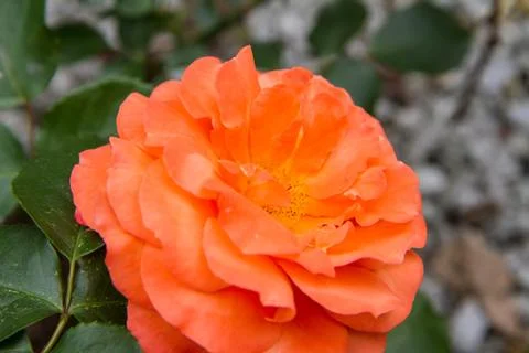 Orange Rose Stock Photos