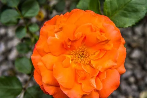 Orange Rose Stock Photos