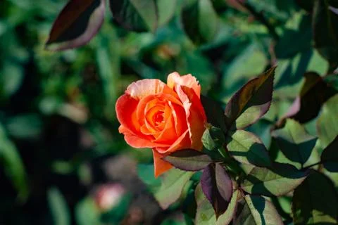 Orange rose Stock Photos