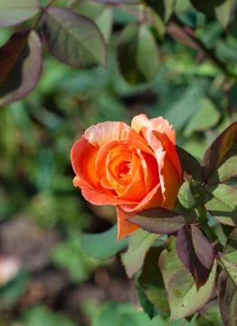 Orange rose Stock Photos