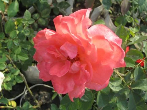 Orange Rose Stock Photos