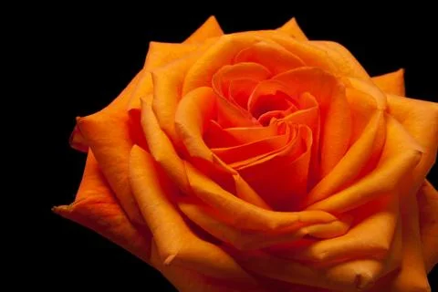 Orange rose Stock Photos
