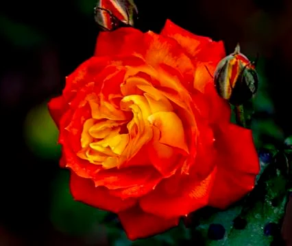 Orange rose Stock Photos