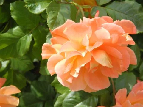 Orange rose Stock Photos