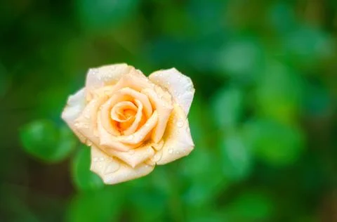 Orange rose Stock Photos