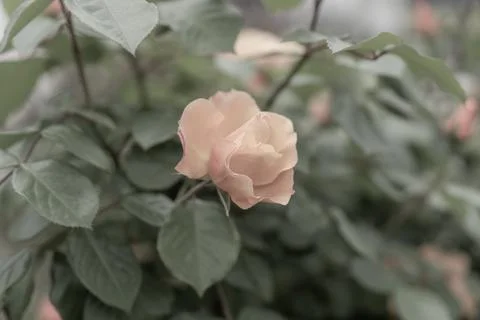 Orange Rose Stock Photos