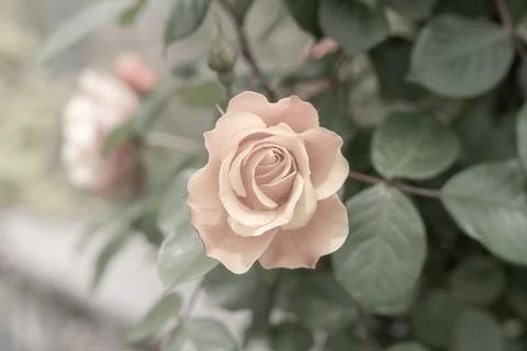 Orange Rose Stock Photos