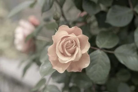 Orange Rose Stock-Fotos