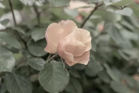 Orange Rose Stock Photos
