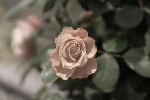 Orange Rose Stock-Fotos